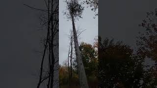 Solar Eclipse prep cleaning up 23 acres in a Maine forest.