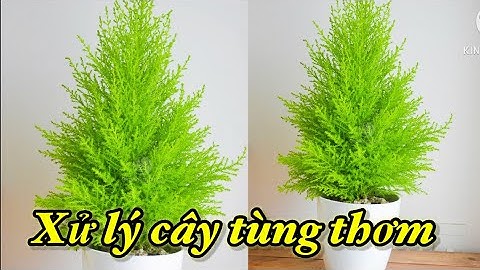 Trồng và xử lý lại cây Tùng thơm sau giáng sinh