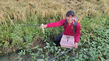 mùa lúa chín xiệt cá lóc cá  trê theo bờ lúa được nhiều cá lóc đồng. xiệt điện tử 
