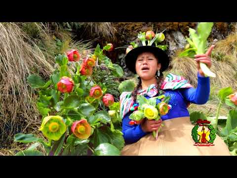 LINDA CANCION DE