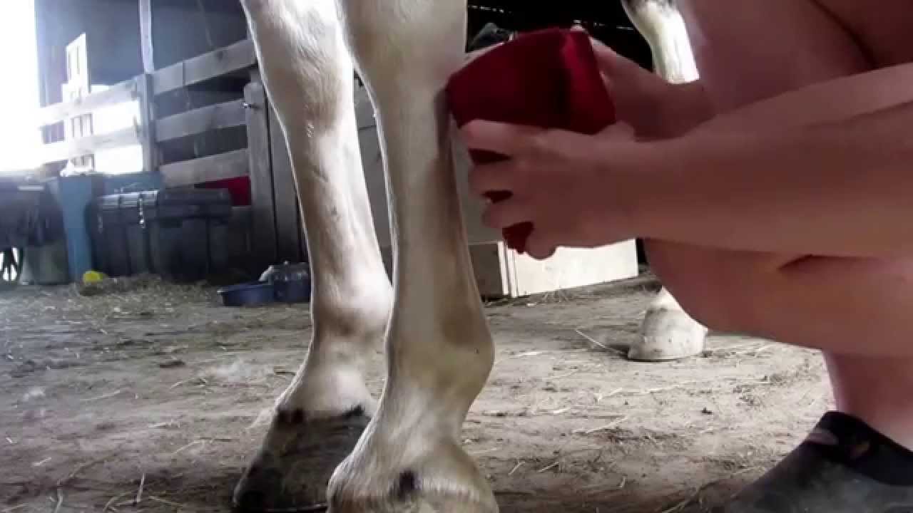 How to correctly wrap polo wraps on a horse. YouTube