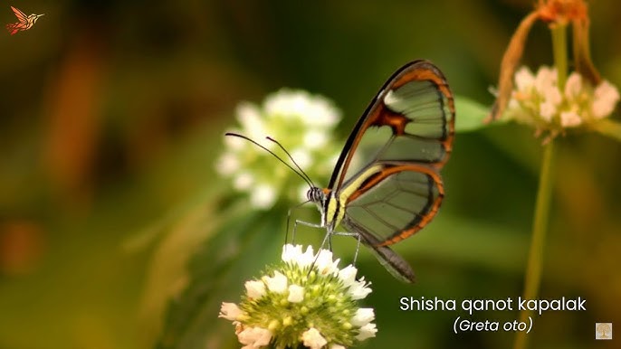 Baptistlar bilan jinsiy aloqa onlayn