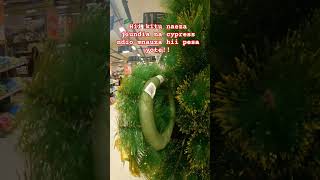 Wacha Ikae, Si Nunui