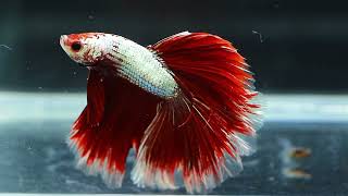 Jak chovat Bojovnici pestrou - Betta Splendens - Nejkrásnější akvarijní ryba