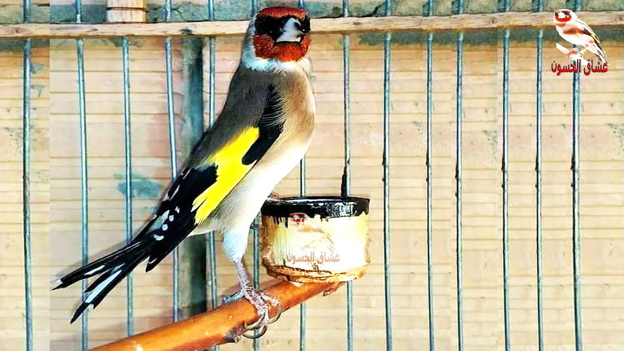 Слушайте ушами. Пение щегла