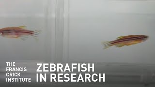 Fish In Research