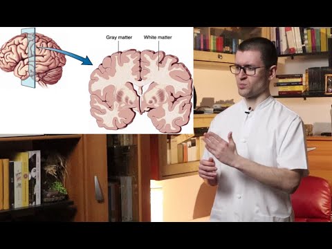 Video: Diferența Dintre Fibrele Nervoase Mielinizate și Nemielinizate
