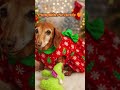 🎄 Happy Holidays from our entire Fur-Pack family to yours!🎅💝  (2025)