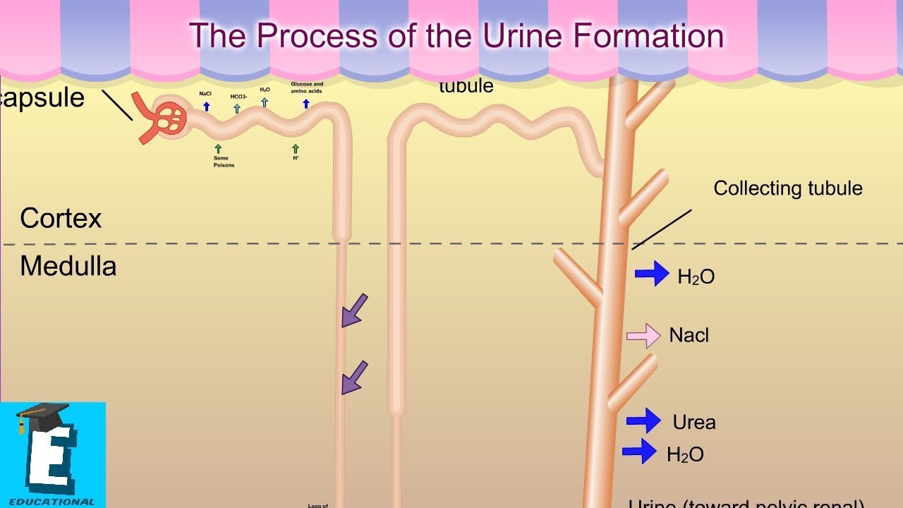 Formation process