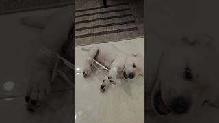 Hành trình hơn 20 ngày cố gắng, thằng chó con đã có thể đi lại, chạy nhảy tung tăng... #cucaikimchi