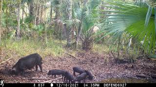 Green Swamp Trail Camera Pick-up - 7 Months in Swamp 2021 - Nice Buck, Hogs, Owl, Does, Fawns