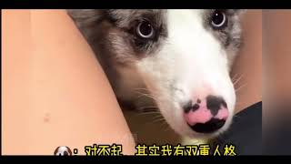 With Felony   Dogs    Amazing funny videos recordeb by the camera   FUNNY DIALOGUES