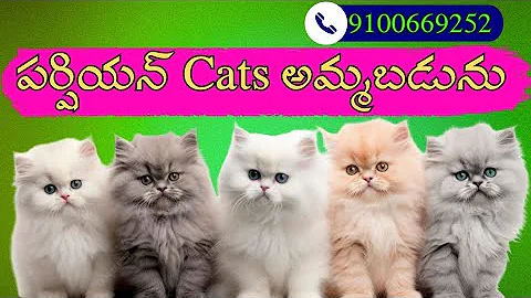 Video 11838551: himalayan punch face cats, cats himalayan doll face, russian blue cat, russian blue calico, persian cat, semi punch face cat
