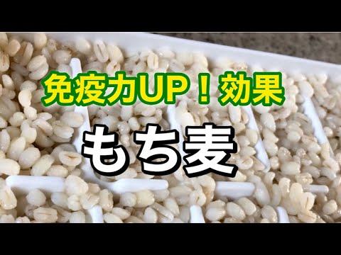 健康食材【もち麦】下準備！保存方！活用レシピ！まで