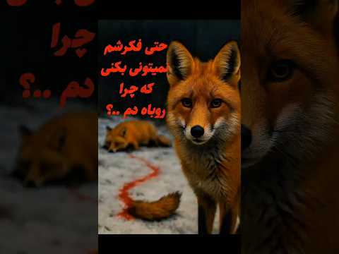 راز تاریک روباه ها فاش شد کاری که هیچ حیوان دیگه ای نمی کنه دانستنی دانستنیهای جالب