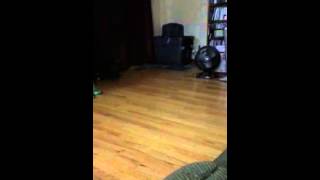Lil Caramel Kitten Playing...