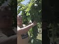 В'яз шорсткий Кампердауні (плакучий) ШТАМБ. Ulmus glabra Camperdownii ільм, берест. Плакучий берест