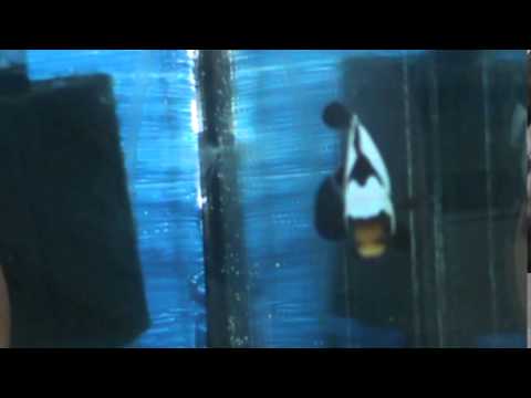 camera iphone 8 plus apk Black Ice Clownfish Pair