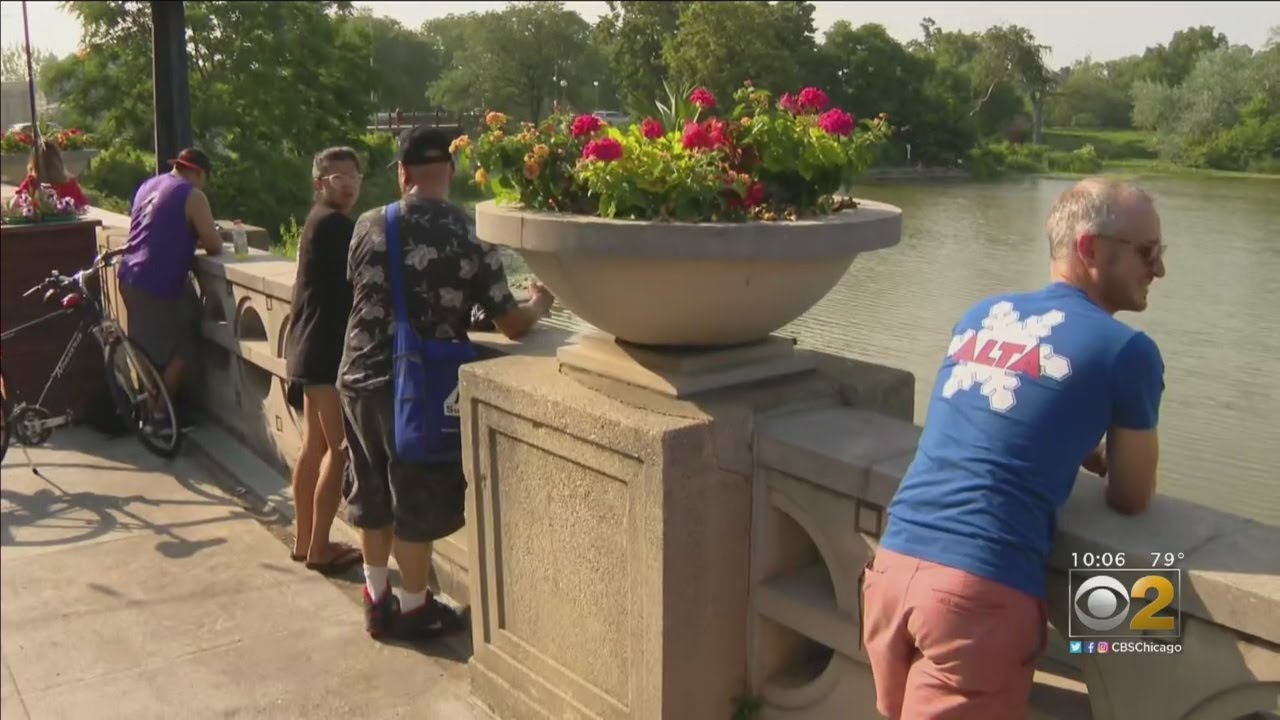 newspaper mockup People Line Up To Watch Search For 4-Foot Alligator In Humboldt Park Lagoon