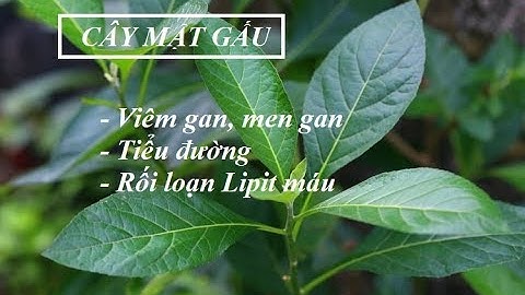 Cây mật gấu - Vị thuốc quý cho bệnh Gan, mật, Tiểu đường, Lipit máu, Gout