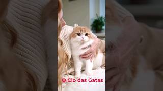 O Primeiro Cio Da Gata Acontece Quando