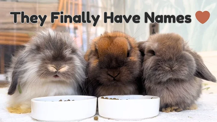 We Finally Named Our Baby Bunnies... and It Felt Like Naming Family 🐰🤍