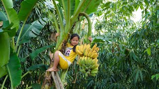 Girl 230 Days Process: Harvesting agricultural products, Bananas - Building a stove, Cooking