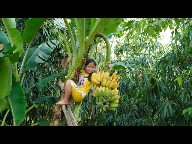 Girl 230 Days Process: Harvesting agricultural products, Bananas - Building a stove, Cooking class=