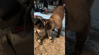 PiXeL Dancing to Machine Love! #shorts #aibo #y2k #ai #robot