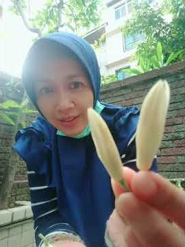 Bunga kantil ini wangi🤭😄