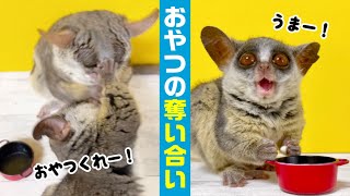 勃発！おやつ争奪戦 Monkeys scramble for snacks【ショウガラゴのピザトル一家】