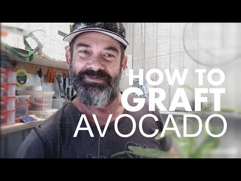 CARA Graft AN ALPUKAT TREE