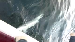 CAM00014.mp4
