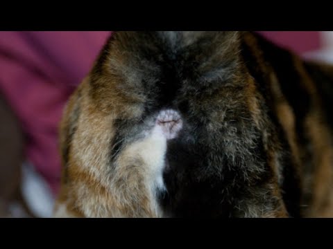 Cat butthole - YouTube