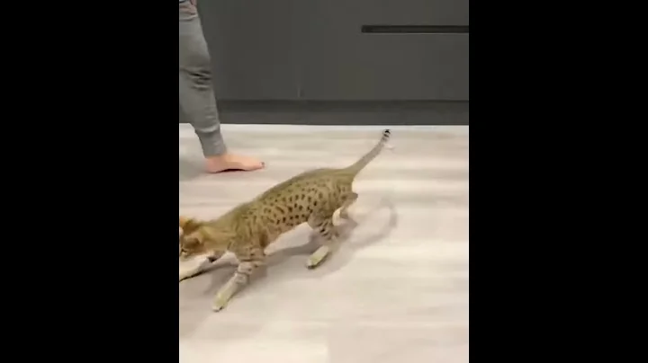 Watch the video about F4 SBT Savannah boy at 8.5 months old