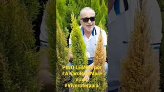 Pino Limón 🍋 #viveroterapia #jardinería #plantas #alvaroruizmoreno