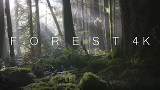 Forest 4K - Panasonic Lumix GH5 4K Cinematic Nature Film