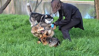 The first meeting of dogs in the park. German Shepherd and Siberian Husky are having fun.