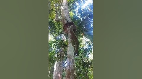 python tree climb #viral #shorts #trending