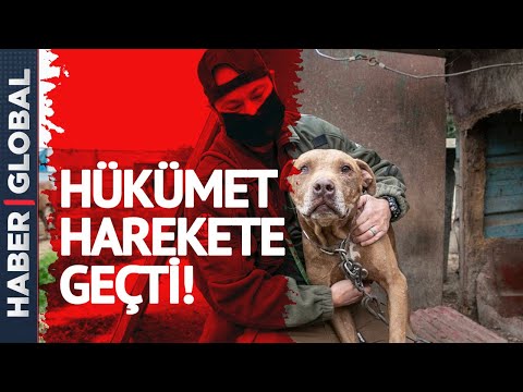 Güney Kore'den Flaş Köpek Eti Kararı