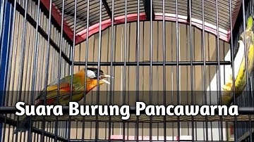 Masteran Suara Tembakan Asli Burung Pancawarna