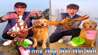 Thú Cưng TV | Dương KC Pets | Gia Đình Gâu Đần #17 | Chó Golden thông minh vui nhộn |funny cute dog