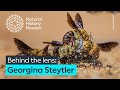 Understanding Dorson Borrowing Bees