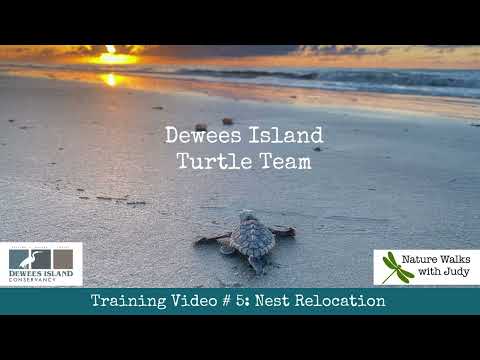 Turtle Team Nest Relocation