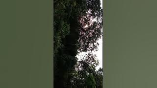 Mencari buah durian dan buah gandaria (sotar, bahasa Sekadau)di temawang kaki bukit Landau Mentawak