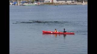 Levels of Sea Otter Disturbance: Level 2, Severe