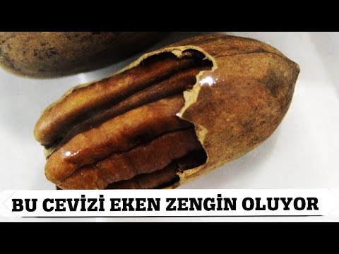 Video: Mançurya cevizi: dikim ve bakım. Mançurya ceviz fidanları