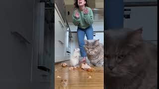 Rat Blames The Cat For The Kitchen Disaster Funniest Ai Pet Drama