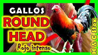RoundHead Raza - El Secreto del Rojo Intenso// documental 2024