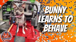 Middle TN Dog Trainers  Bunny Learns To Behave